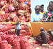 « Nos oignons pourrissent pendant que nos dettes s'accumulent » : les producteurs de Ngomène interpellent le président Diomaye Faye