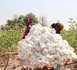 Le coton malien ne partira plus brut : Bamako tisse son avenir