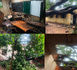 Fortes pluies à Thiès : un arbre s’effondre sur deux salles de classe au CEM Malick Sy au moment où les candidats au CREM débutent les épreuves… Une blessée enregistrée