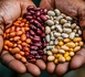 Agriculture: En  30 ans d'existence, PABRA a déployé plus de 600 variétés de haricots et se projette vers 300 millions de bénéficiaires d’ici 2037