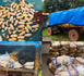 https://www.dakaractu.com/Kedougou-La-Douane-saisit-15-kg-de-cocaine-et-75-tonnes-de-cyanure_a276539.html