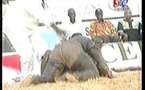 [ VIDEO ] Lutte : Victoire de Ness sur Papa Sow
