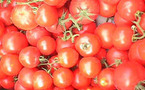 Plus de quatre milliards de francs de chiffres d’affaires pour la tomate