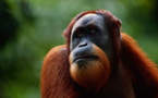 Un orang-outan prié d'arrêter de fumer (vidéo)