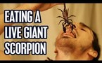 Il mange un scorpion vivant (vidéo)