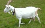 Une chèvre arrêtée en bulgarie