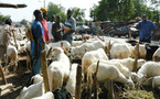 Tabaski: Mouton où es tu ?