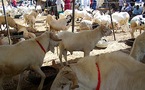 Fête de Tabaski ! A Dakar, désordre et saleté à ciel ouvert.