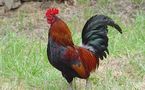 Un coq placé en "garde-à-vue" à la gendarmerie de Sédhiou