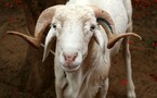 Insolite : Le mouton de l’Imam s’échappe en pleine prière