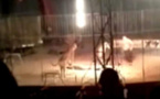 Un tigre tue son dresseur en plein show (VIDEO)