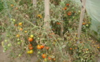 Saint-Louis : Les insectes anéantissent les espoirs des producteurs de tomates