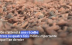 Côte d'Ivoire: peur sur la récolte de cacao après de trop fortes pluies
