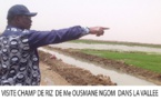 Reconverti en cultivateur de riz de la Vallée : visite guidée dans les champs de Me Ousmane N'gom