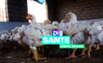 Grippe aviaire : l’OMS manifeste son "inquiétude" face à la multiplication des cas de transmission du virus  H5N1 à l’homme