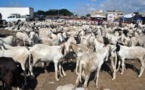 Linguère :La gendarmerie de Yang Yang arrête un berger  voleur  d'une   vingtaine de moutons