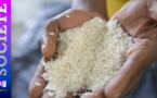 Le kg du riz parfumé indien connaît une hausse de plus de 50 Francs CFA