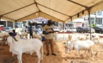 Tabaski 2015 : Les clients se font toujours désirer sur les lieux de vente de moutons 