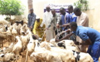 Aide aux indigents : 200 moutons offerts à des membres de la communauté musulmane