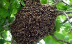 Nguéthe (Kaffrine) : Une dame de 70 ans tuée par un essaim d'abeilles, des blessés également enregistrés