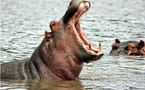 Côte d'Ivoire: un hippopotame fait chavirer une pirogue, 11 disparus