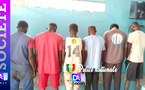 Kolda : Six individus arrêtés pour vol de bétail et abattage clandestin