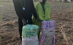 Lutte contre le trafic de drogue : trois individus arrêtés à Kaolack avec 53 kg de chanvre indien