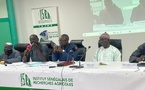 Riz sénégalais : chercheurs, autorités et producteurs réfléchissent aux stratégies face à la chute des prix mondiaux