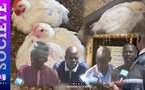 Korité 2026 : forte mortalité des poussins, hausse des coûts de production et risque de pénurie de poulets chez les éleveurs