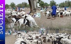 Thiès- crd préparatoire de la Tabaski:  230 mille moutons attendus...Vives inquiétudes avec la grève des transporteurs