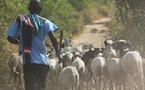 Tabaski 2026- Khelcom Biram: Un éleveur de moutons sauvagement agressé par des présumés voleurs de bétail