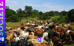 Vol de bétail à Oulampane : 116 bœufs emportés, plus de 35 millions FCFA partis en fumée