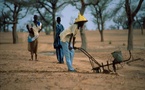 Linguère-Campagne de distribution des semences:  Des opérateurs économiques saluent les efforts du gouvernement.
