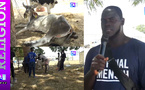Grand Touba 2026 - Dianatou : dans les coulisses de l’opération bœufs pour nourrir les fidèles