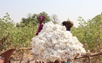 Le coton malien ne partira plus brut : Bamako tisse son avenir