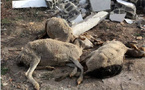HLM 6 : un homme arrêté pour abattage  et vente de brochettes préparées à partir de cadavres de moutons