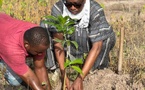 Journée nationale de l'arbre : La cité religieuse de Saré Mamady et son khalife général Elhadji Chérif Alhaiba Aïdara donne l'exemple aux jeunes...