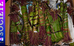 Trafic international de khat : 34 kg saisis à Karang, un présumé complice de Moustapha Fichoulou arrêté