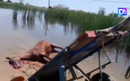 Sidy : Un cheval meurt électrocuté, son cocher échappe de justesse, les populations sollicitent l'érection d'un pont sur cet axe