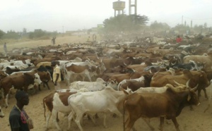 MAGAL 2016 : L'arrivée de près de 5000 boeufs à Dianatou Mahwa chez Cheikh Béthio Thioune (IMAGES)