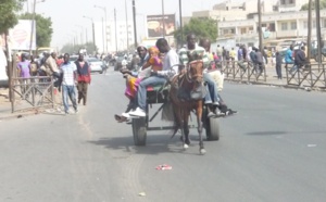 Pour une victoire du OUI, Racine Talla enrôle les charretiers de la banlieue