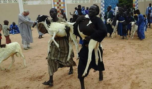 TOUBA - Le Khalife des Baay-Fall offre 360 moutons au Khalife Général des Mourides