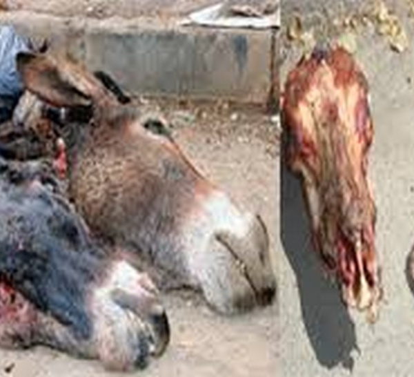 Révélations de l’ordre des vétérinaires : Plus de 800 ânes ont été abattus en un mois