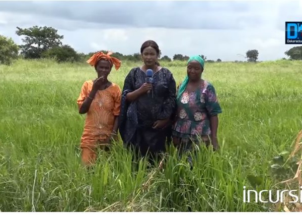 Incursion à Médina Chérif/Autosuffisance en Riz : Focus sur les braves femmes de l’Anambé