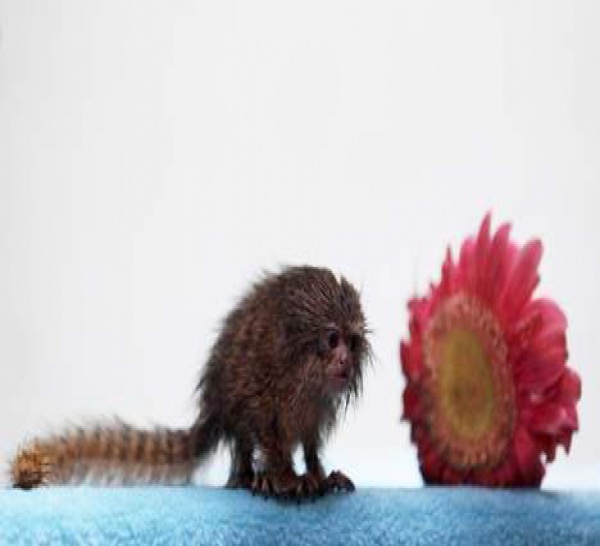Le plus petit singe au monde