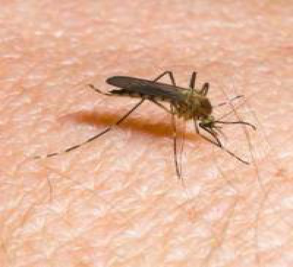 Dégoûtant : quand un moustique vous pique, il urine en même temps.