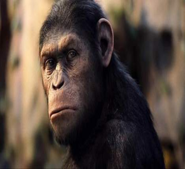 Un singe nominé aux Oscars?