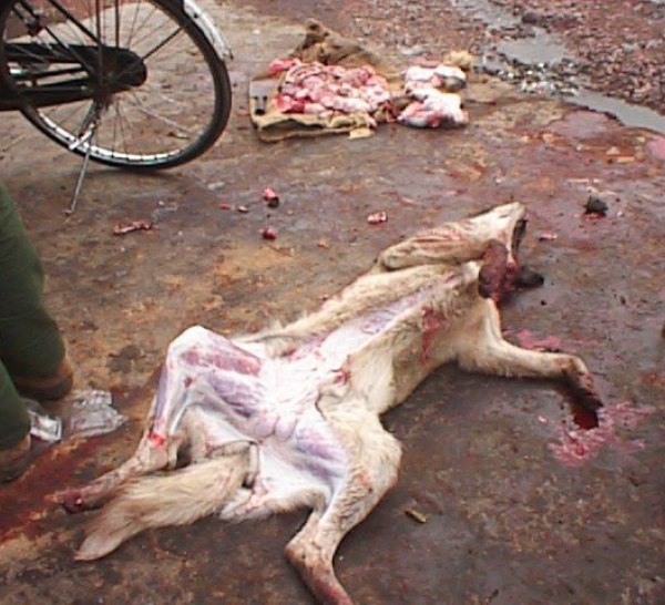 Un vendeur de viande de chien arrêté à Tamba.