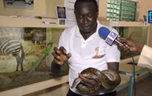 Fallou Guèye sur le présumé serpent qui hante le sommeil des Hlm Las Palmas : "Quand je suis entré, j'ai entendu un ronflement terrifiant... La montagne peut accoucher d'une souris"