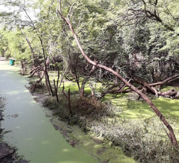 Le parc forestier de Hann se meurt…